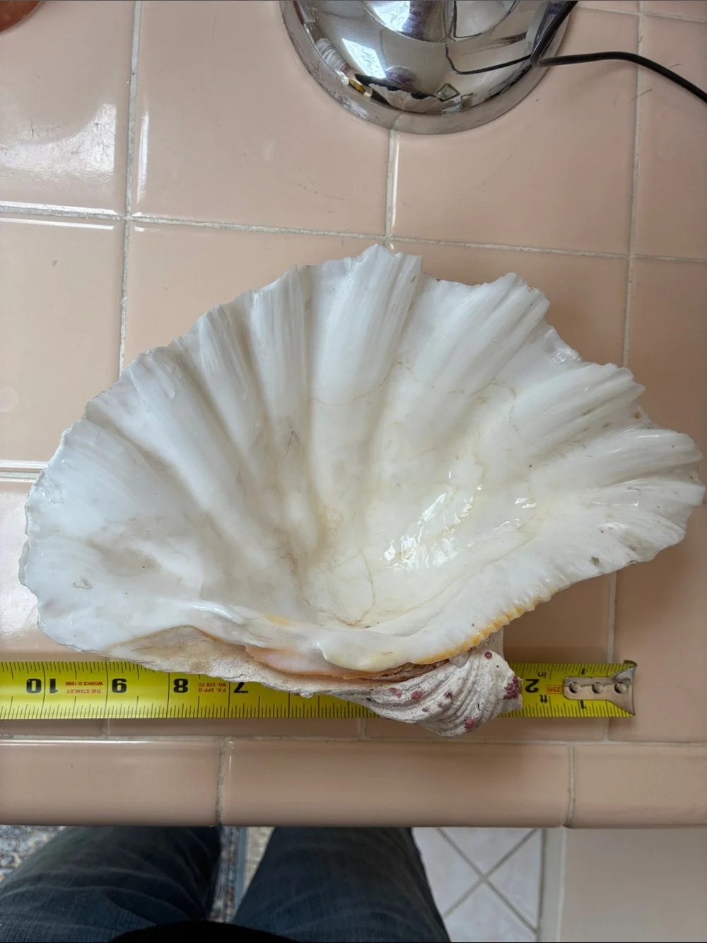 Large half shell